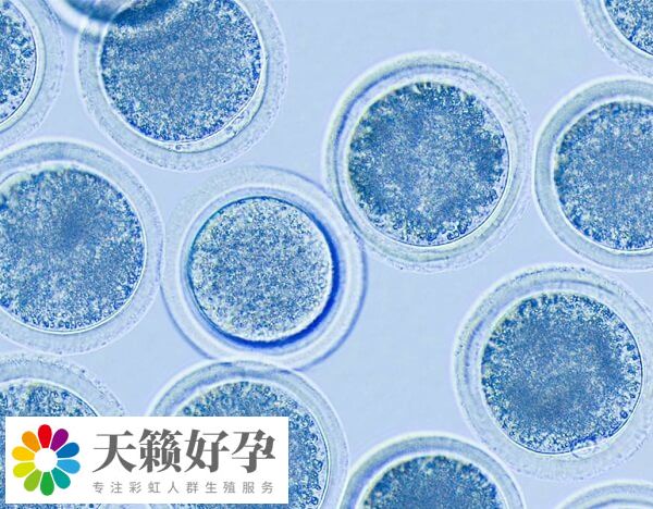 精卵质量是影响试管婴儿成功率的因素之一