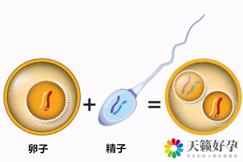 天锋试管